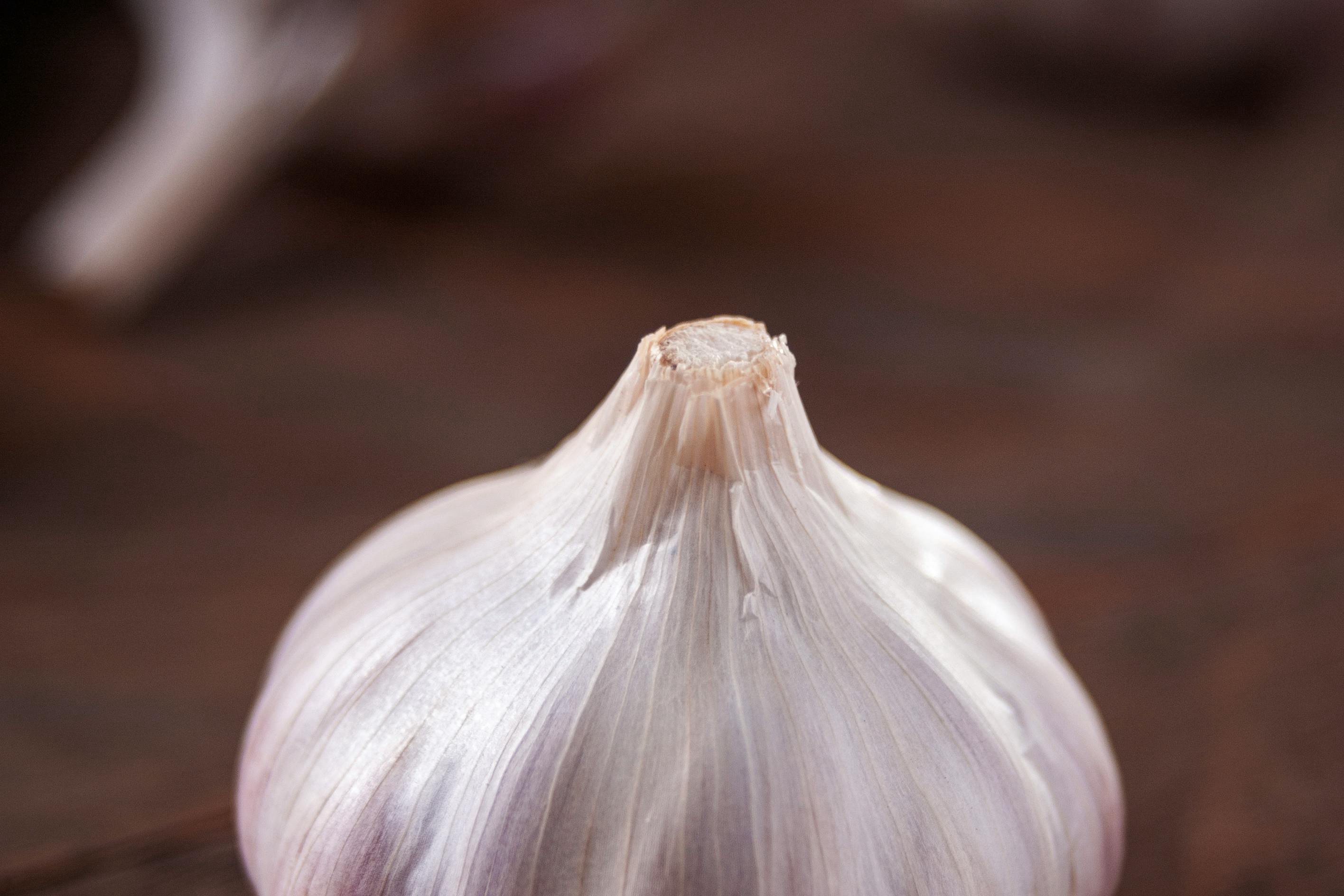 organic garlic