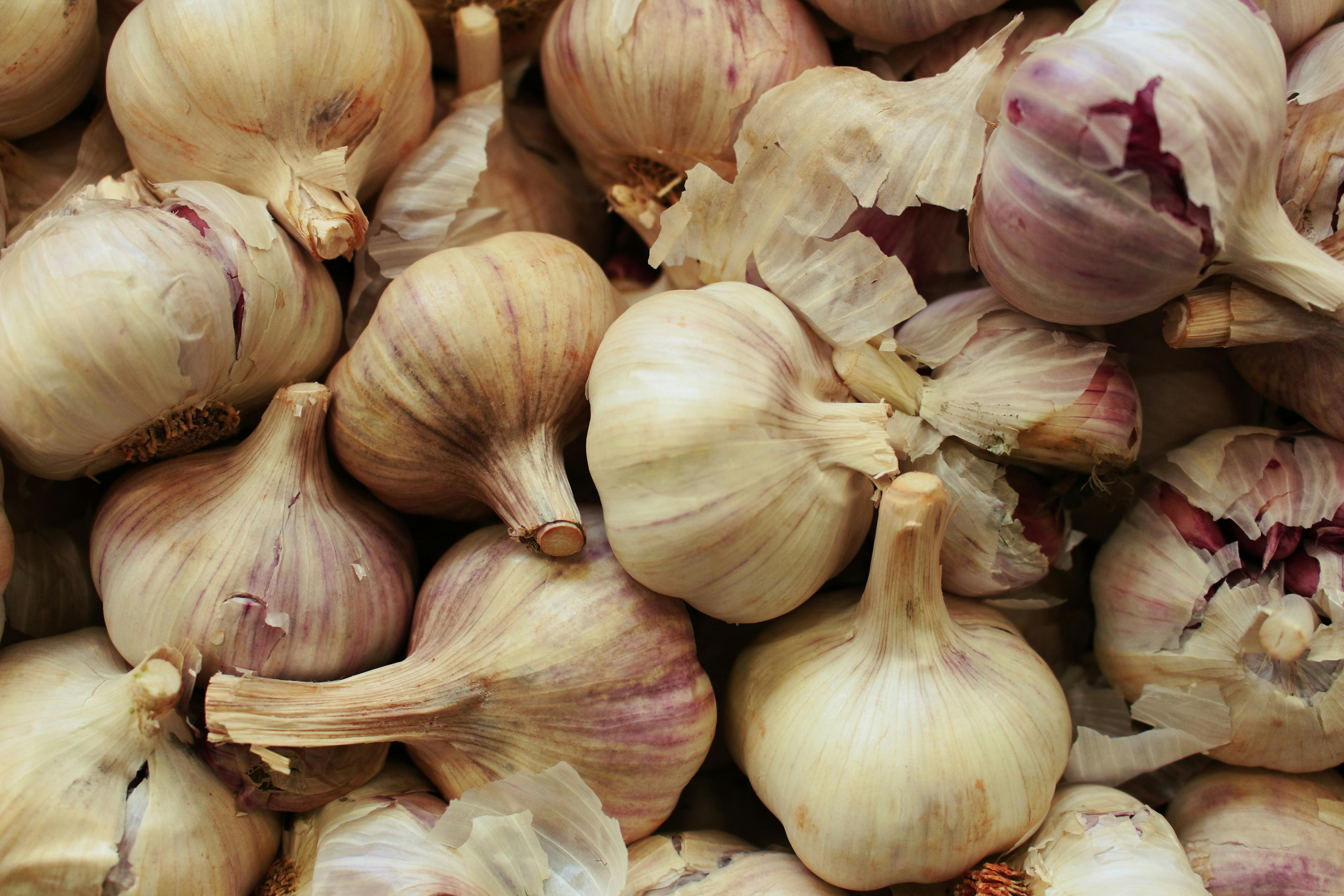 fresh garlic